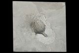 D Crinoid (Eucalyptocrinus) Fossil - Middleport, New York #175627-1